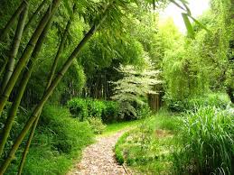 Bamboo garden