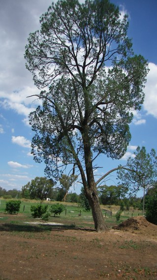 SAMSUNG DIGITAL CAMERA