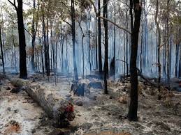 Bushfire 2
